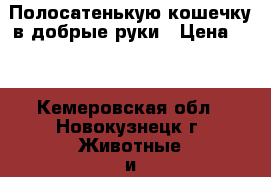 Полосатенькую кошечку в добрые руки › Цена ­ 1 - Кемеровская обл., Новокузнецк г. Животные и растения » Кошки   . Кемеровская обл.